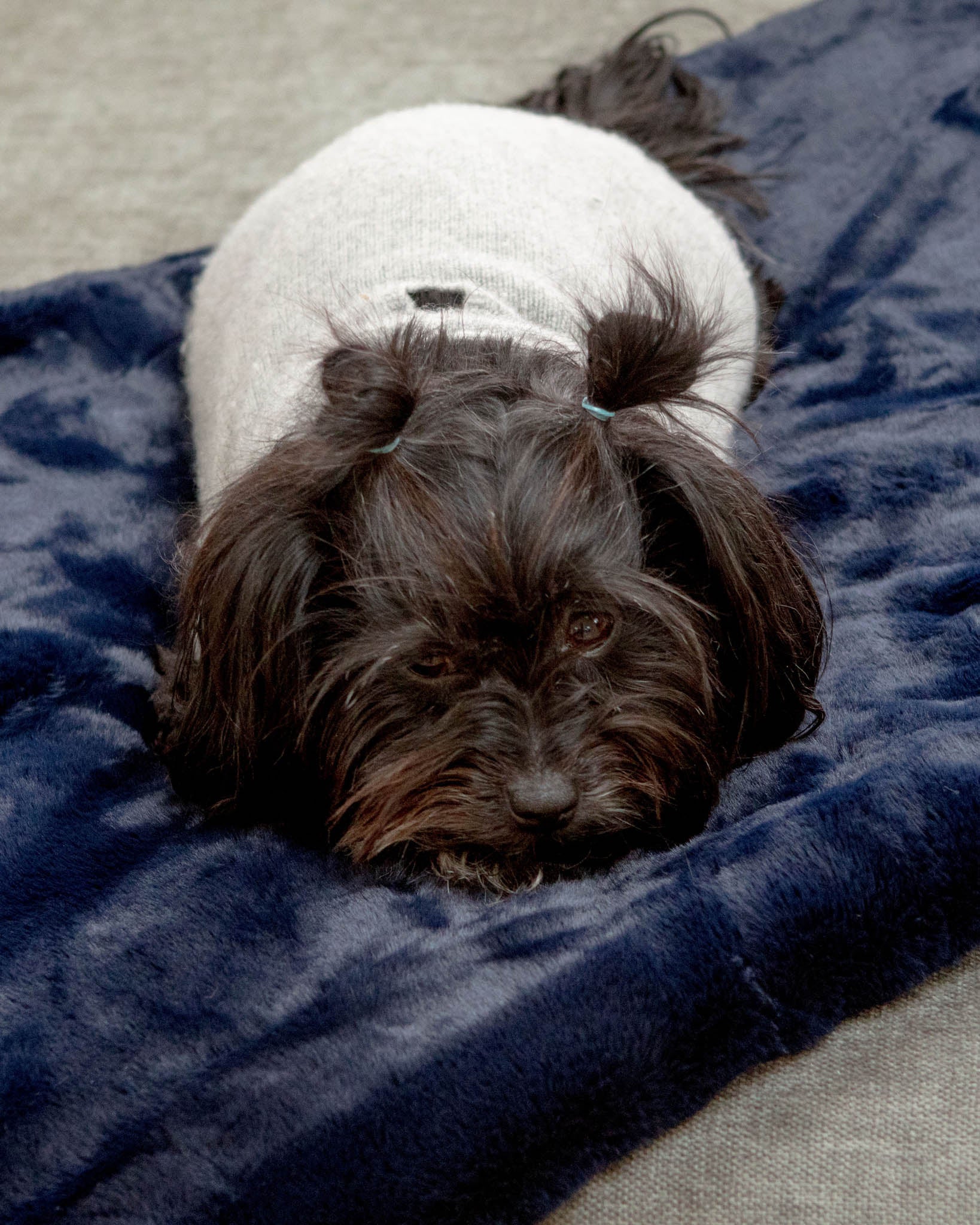 Mini Faux Fur Brady Dog Blanket in Navy - Image 9