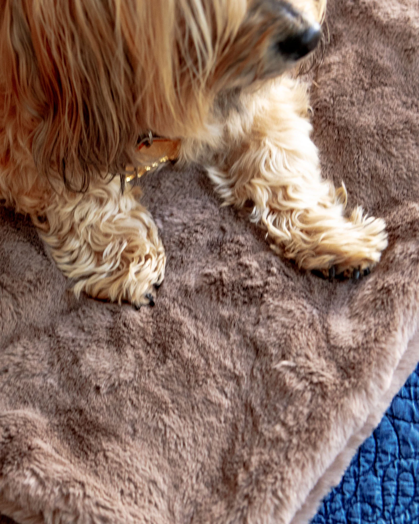 Mini Faux Fur Brady Dog Blanket in Taupe - Image 2