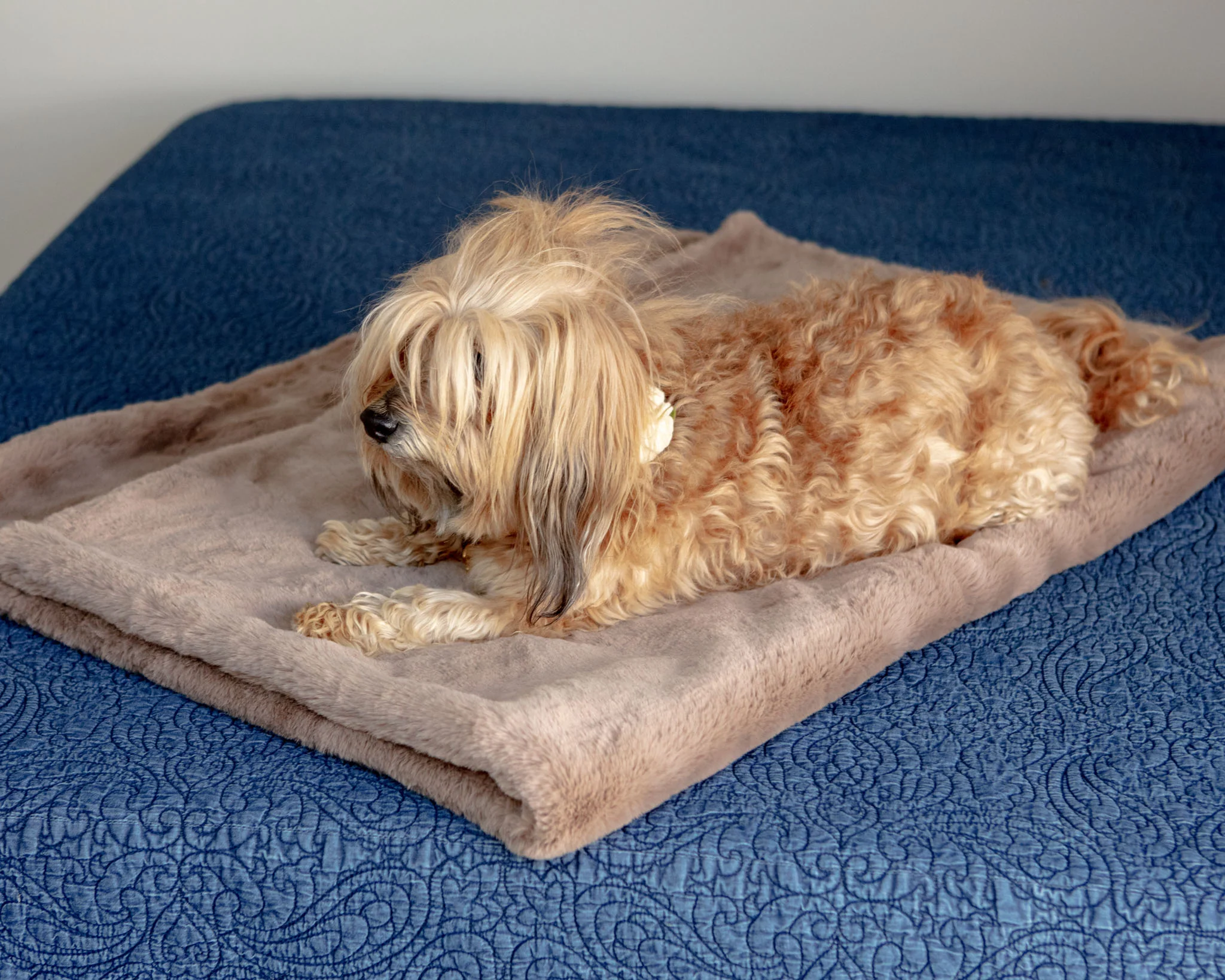 Mini Faux Fur Brady Dog Blanket in Taupe - Image 7