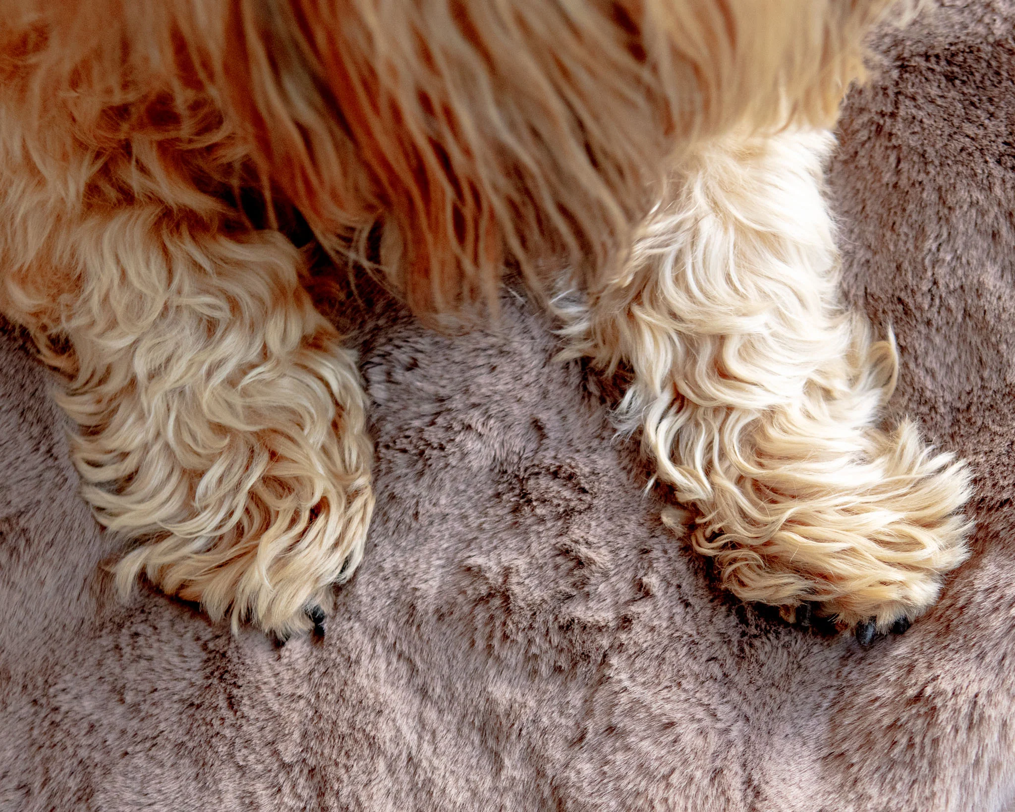 Mini Faux Fur Brady Dog Blanket in Taupe - Image 8