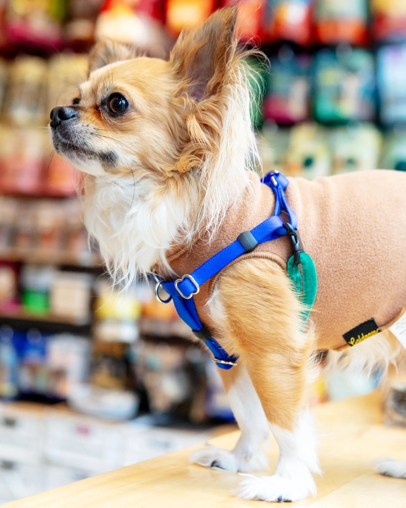 Mini Freedom Dog Harness in Kelly Green + Royal Blue (Made in the USA)