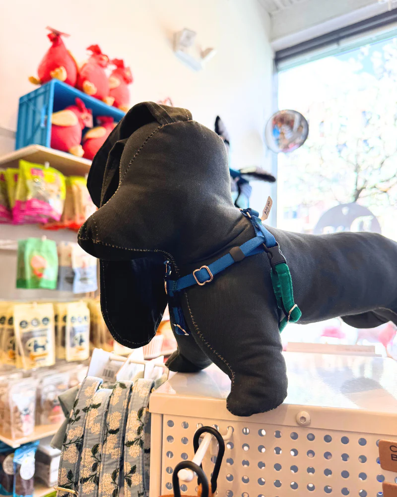 Mini Freedom Dog Harness in Kelly Green + Royal Blue (Made in the USA) - Image 2