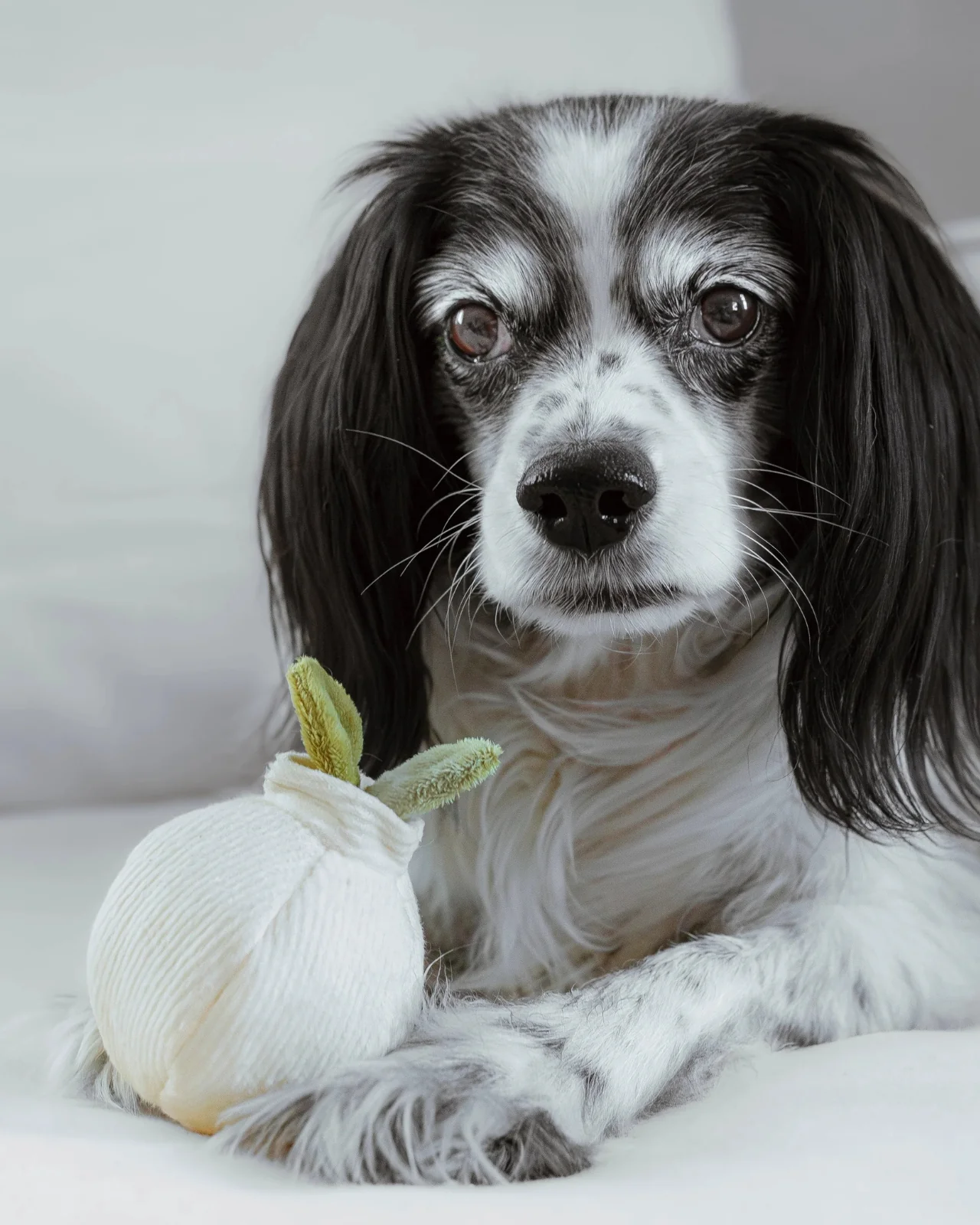 Mini Garlic Pop Enrichment Dog Toy - Image 2