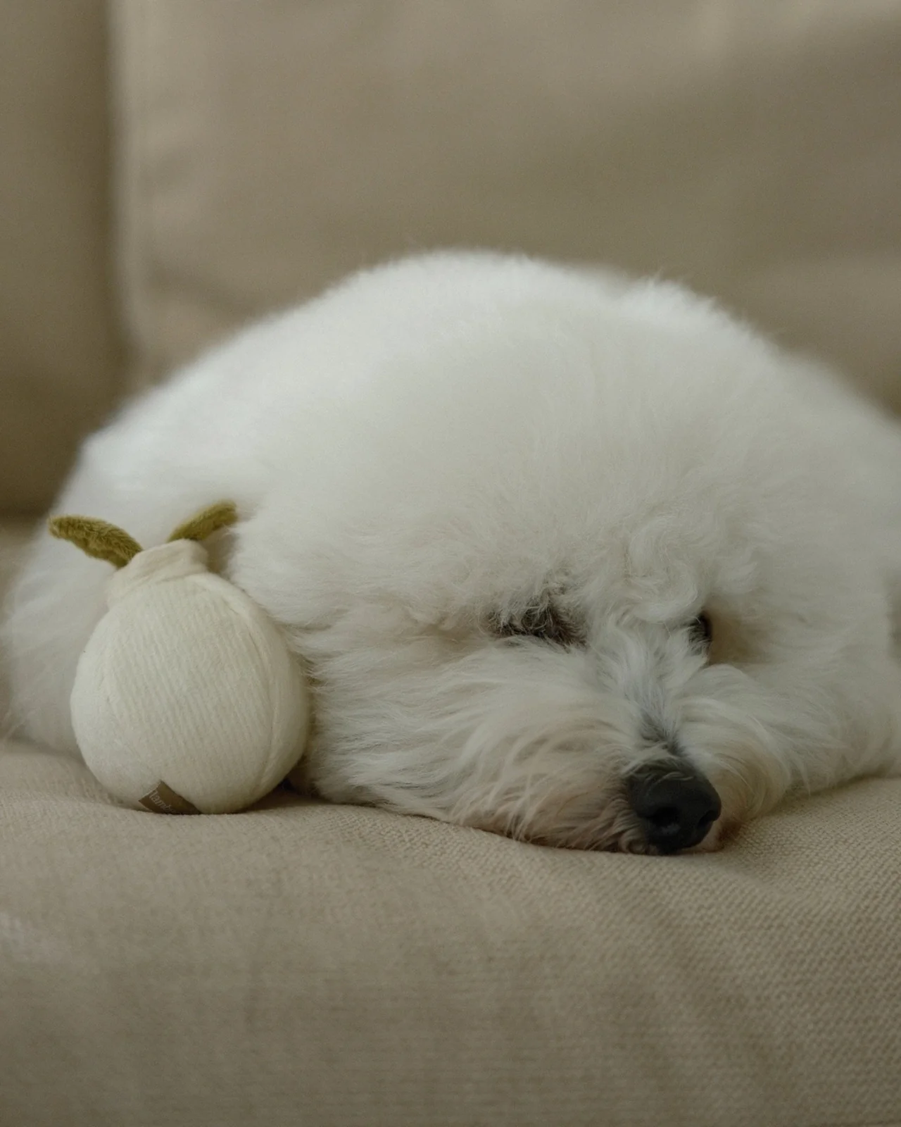 Mini Garlic Pop Enrichment Dog Toy - Image 3