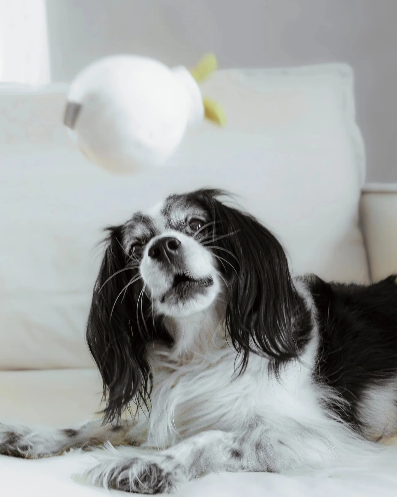 Mini Garlic Pop Enrichment Dog Toy - Image 4
