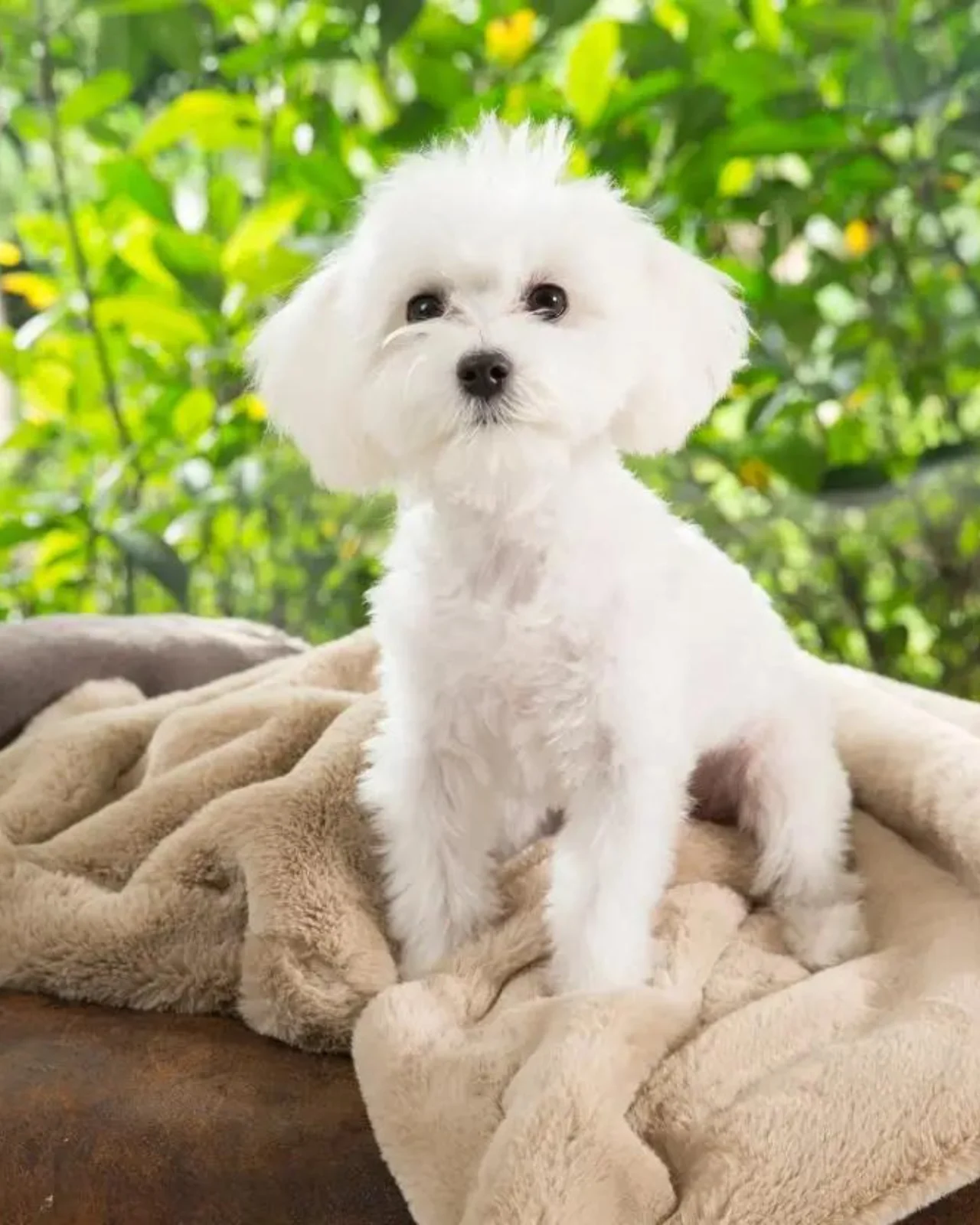 Mink Dog Blanket in Creme (FINAL SALE) - Image 2
