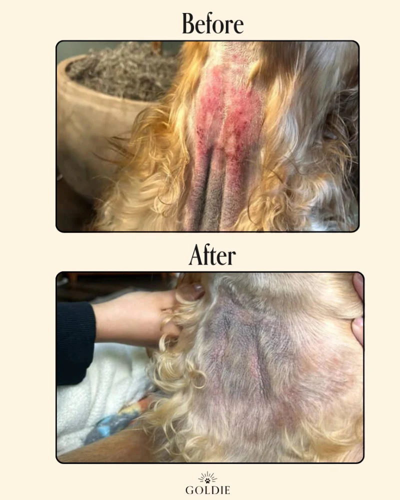 Miracle Mist Hypochlorous Acid Spray for Dogs (3.4oz) - Image 4