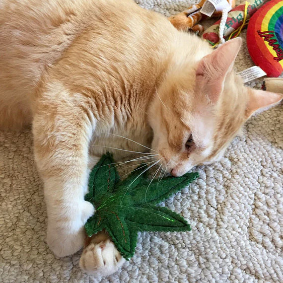MISO HANDMADE | Meowy Wowy Cat Toy - Image 2
