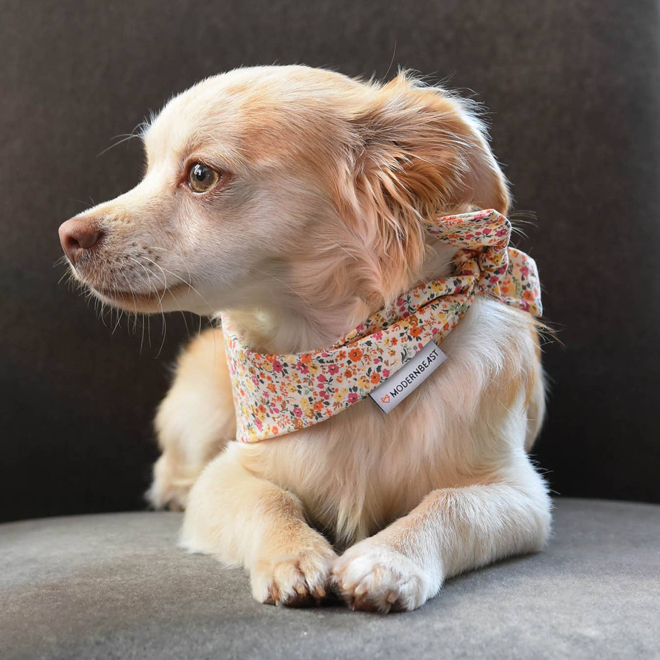 Adventure Neckwear Dog Bandana in Wildflower (FINAL SALE) - Image 2