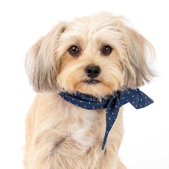 MODERN BEAST | Neck Tie in Polka Dot Denim - Image 3