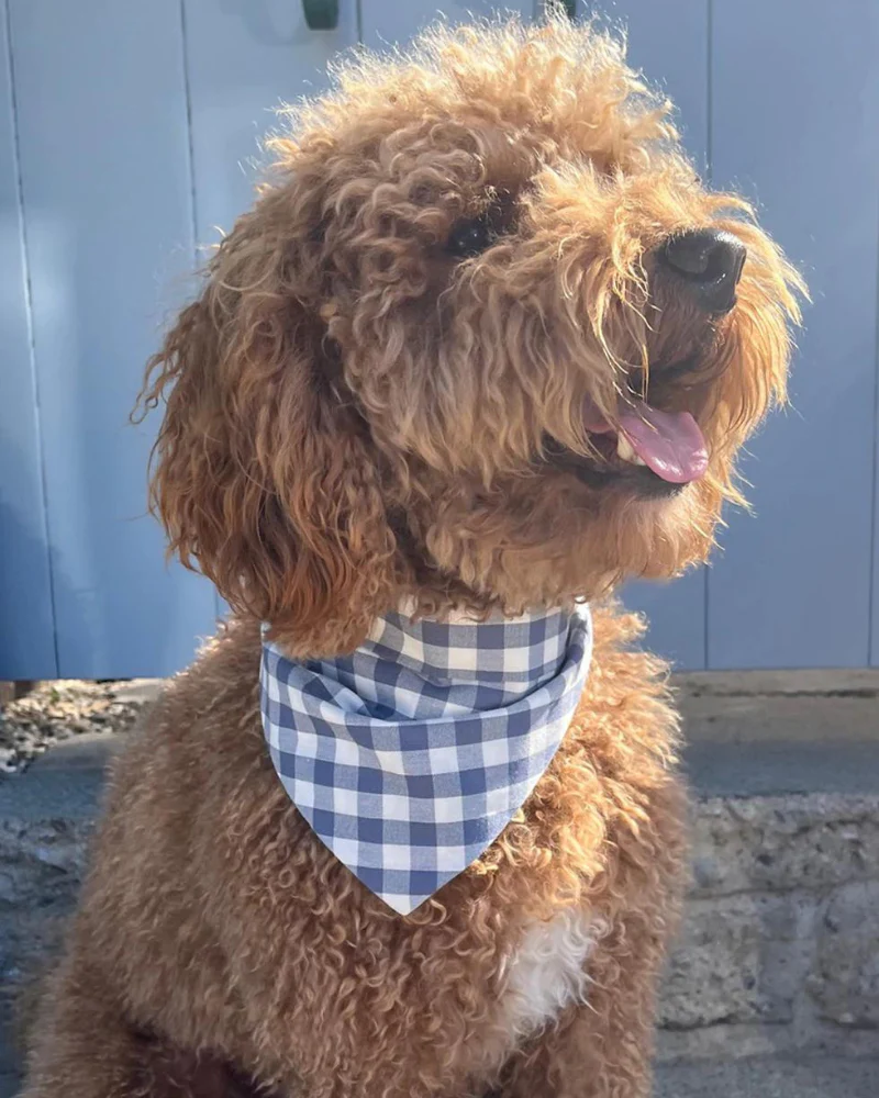 Spring Dog Bandana in Blueberry Gingham<br>(Made in the USA) (FINAL SALE) - Image 4