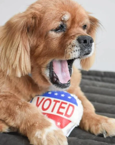 I Voted Dog Toy - Image 2