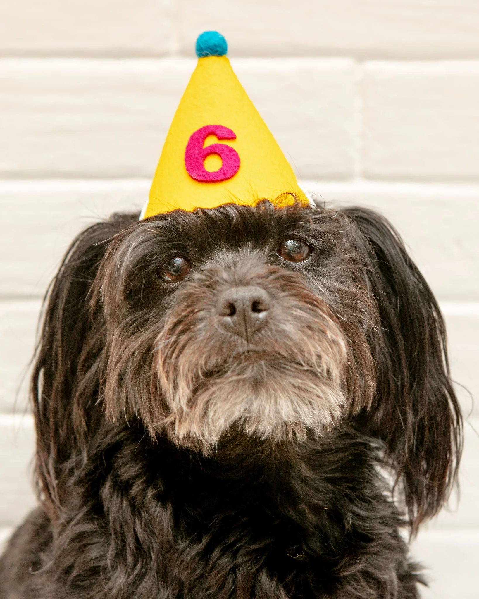 Numbered Pawty Hat (Made in the USA) - Image 5