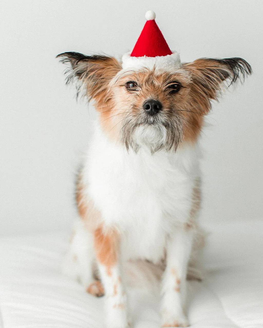 Santa Holiday Hat for Dogs & Cats (Made in the USA)