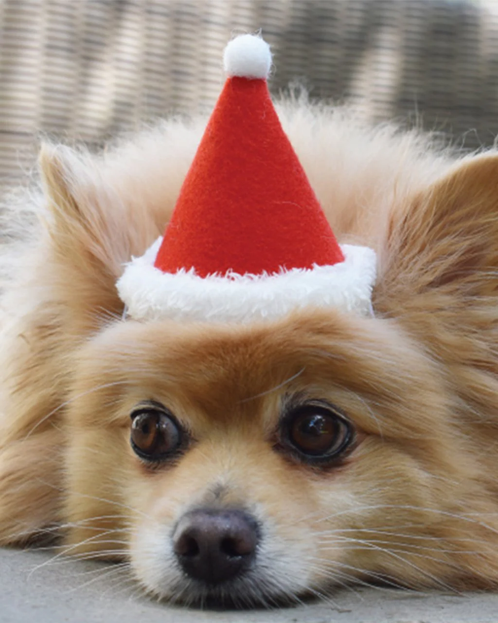 Santa Holiday Hat for Dogs & Cats (Made in the USA) - Image 4