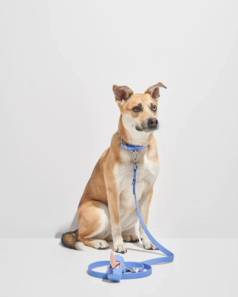 Modern Dog Collar in Moonstone (FINAL SALE) - Image 4