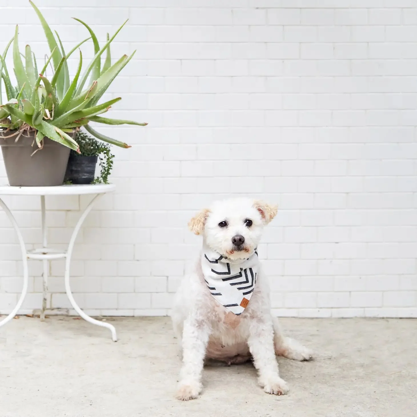 Modern Mud Cloth Natural Boho Dog Bandana (Made in the USA) (FINAL SALE) - Image 3