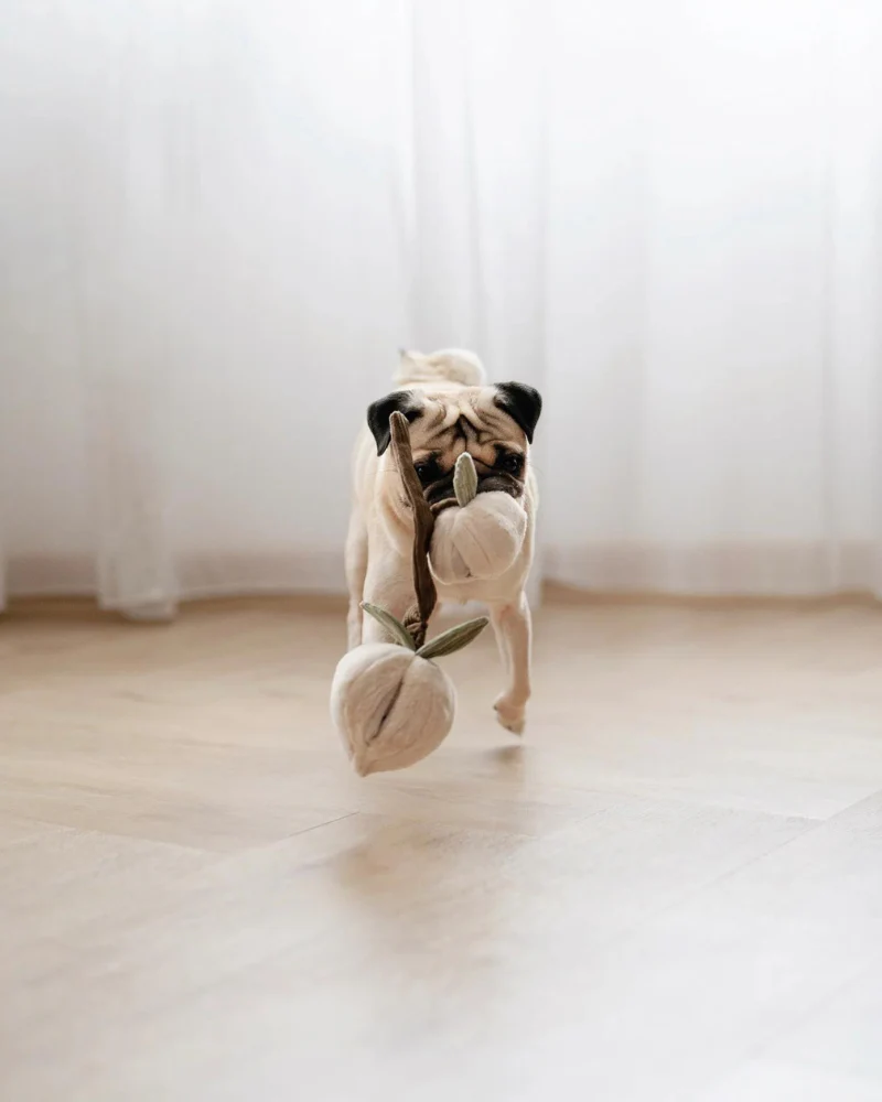 Momo Peaches Snuffle Interactive Dog Toy - Image 7