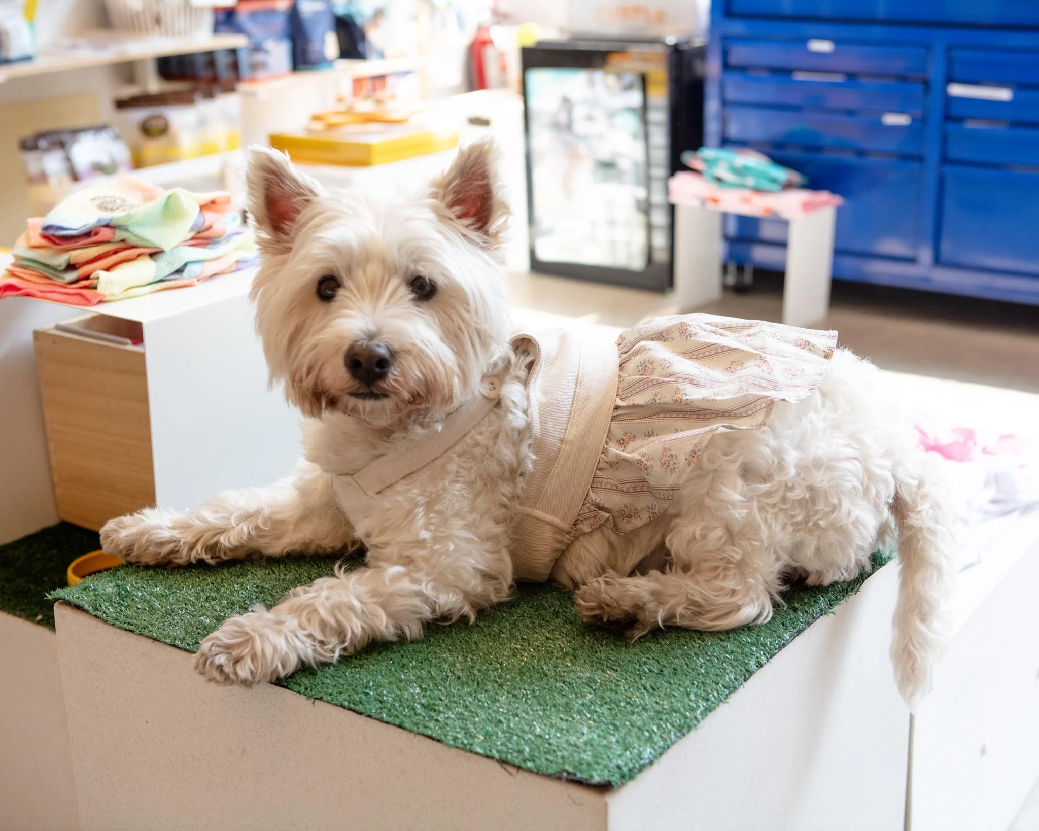 Japanese Denim Flower Dog Dress - Image 4