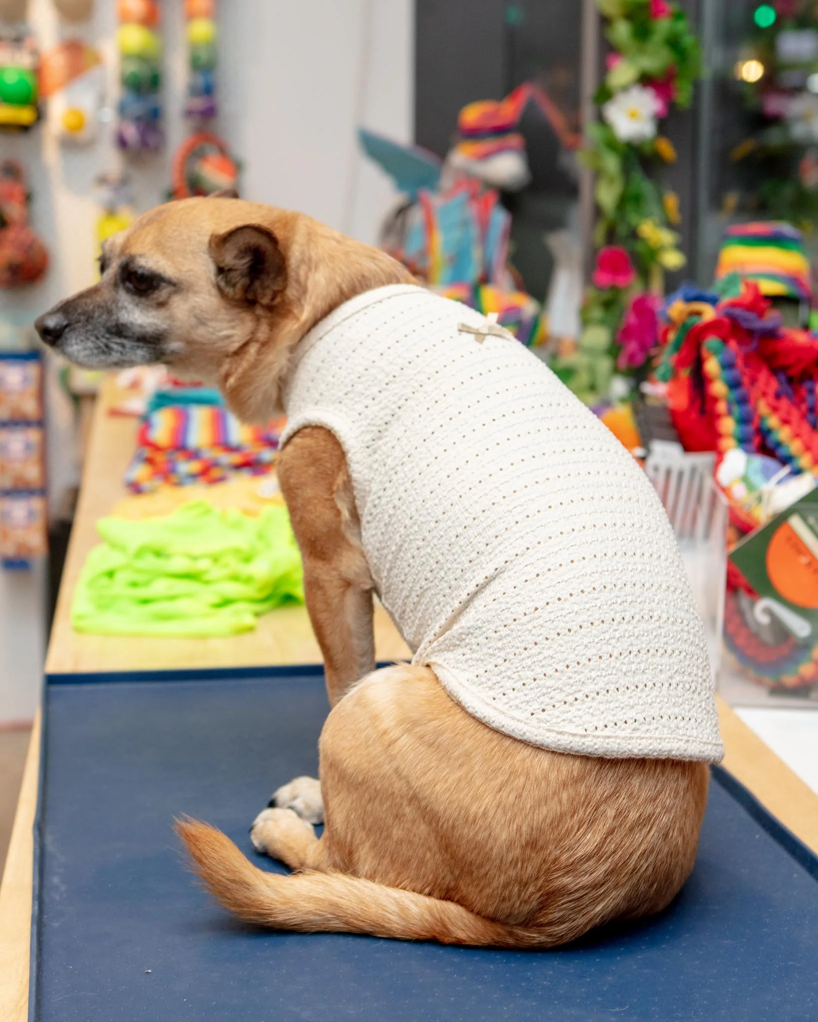 Sleeveless Bow Top for Dogs - Image 2