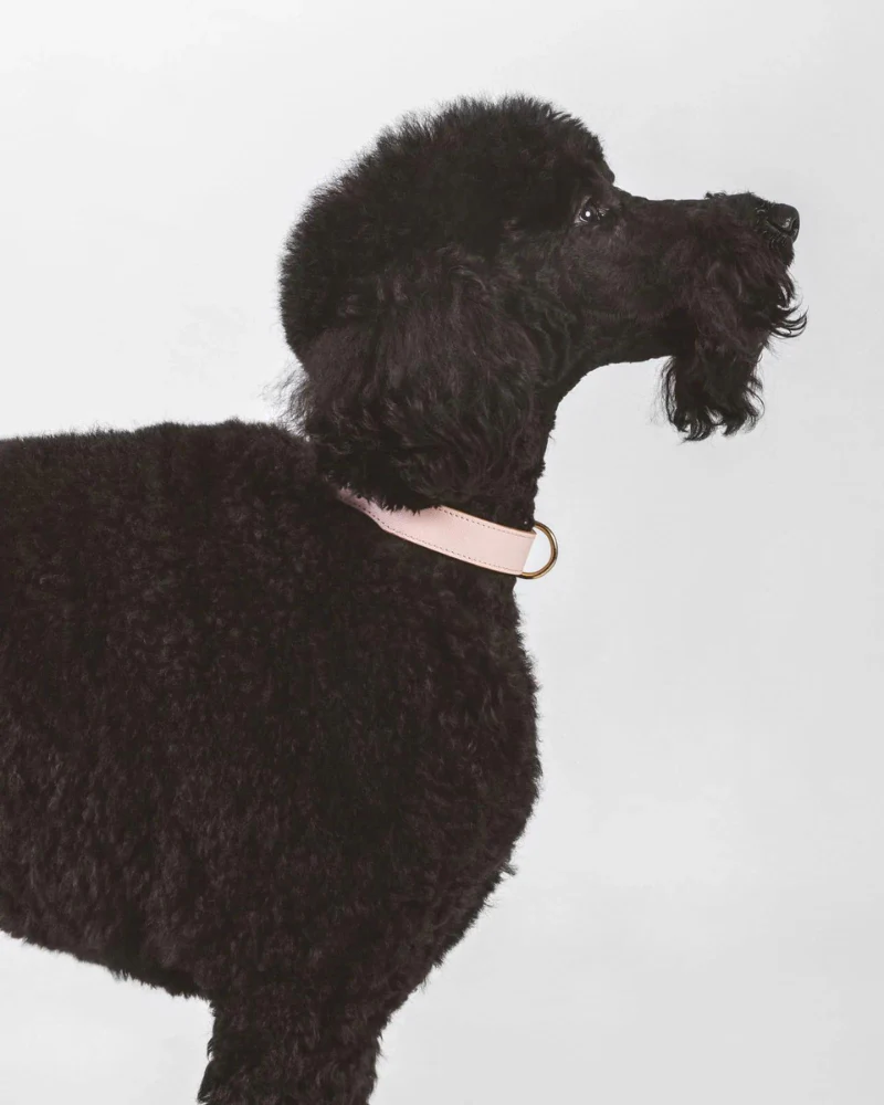 Moni Dog Collar in Blush Pink Leather (Made in Italy) (FINAL SALE) - Image 4
