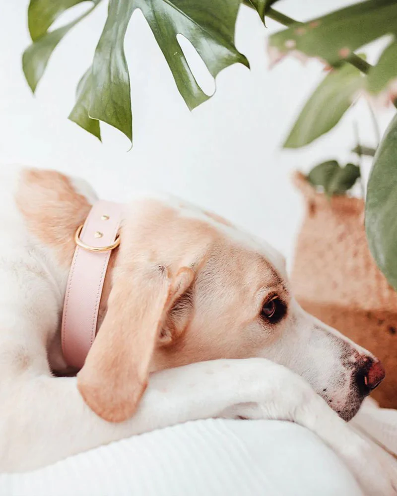 Moni Dog Collar in Blush Pink Leather (Made in Italy) (FINAL SALE) - Image 5