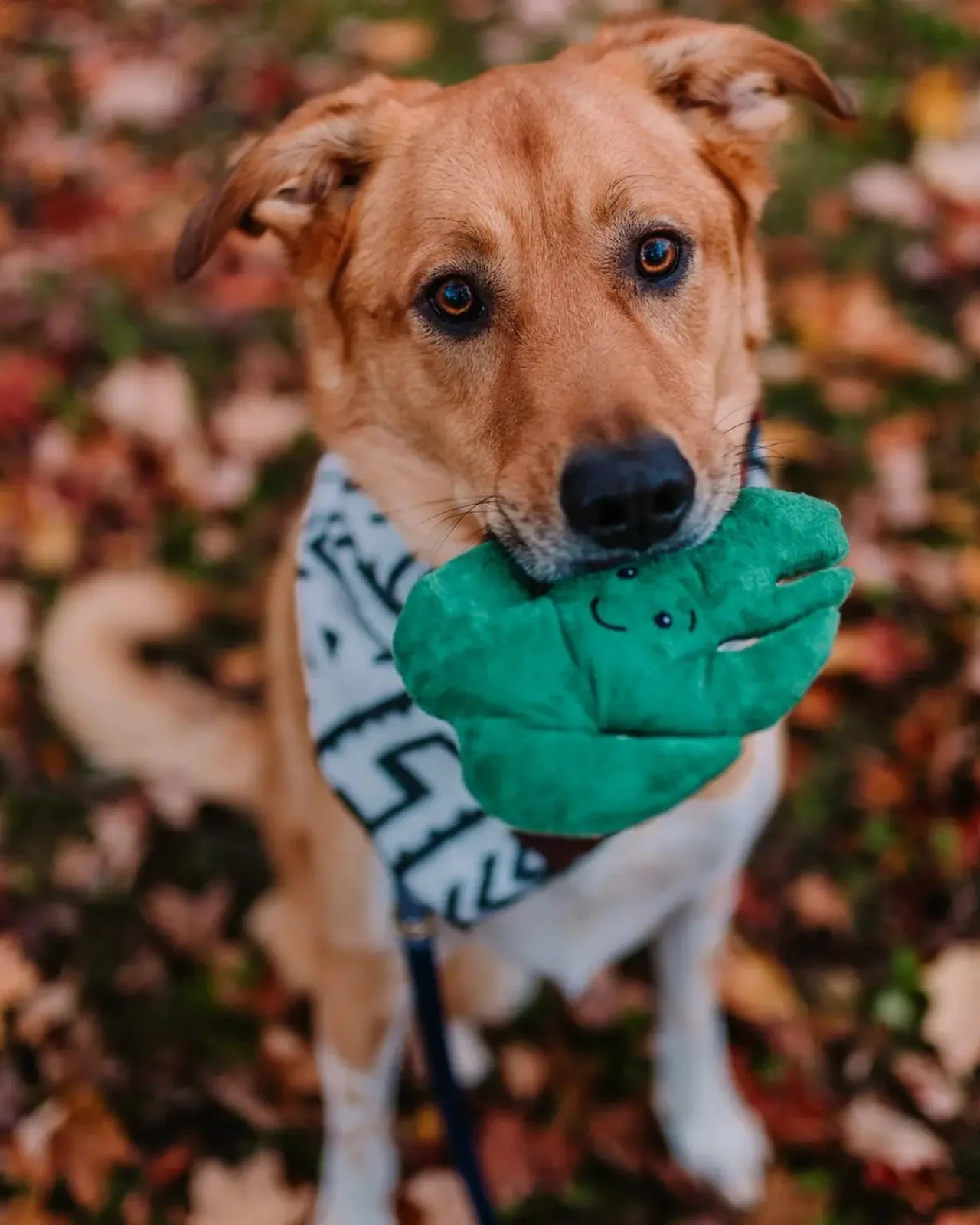 Monstera Recycled Squeaky + Crinkle Dog Toy - Image 2
