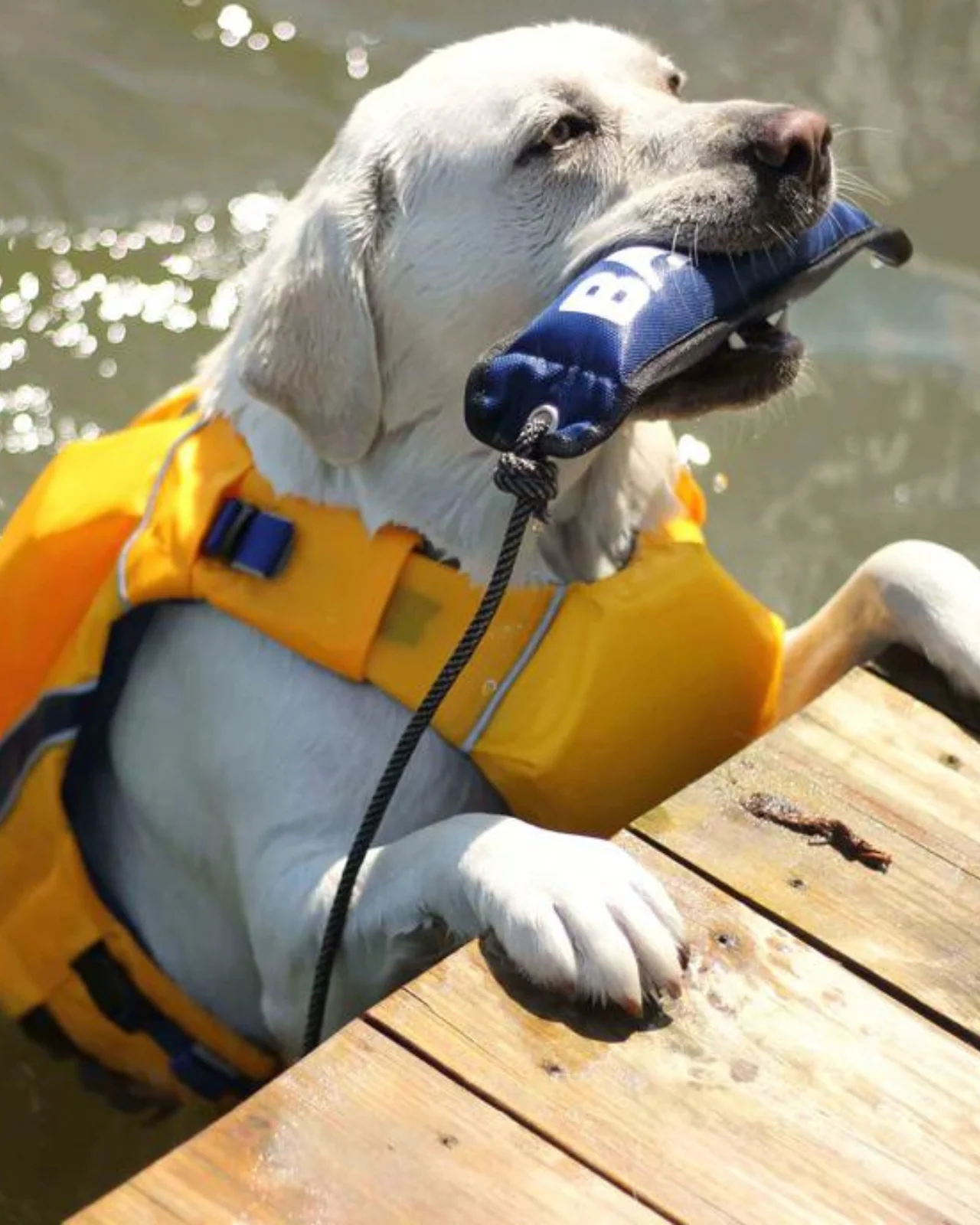Monterey Bay Dog Life Jacket in Nautical Yellow - Image 5