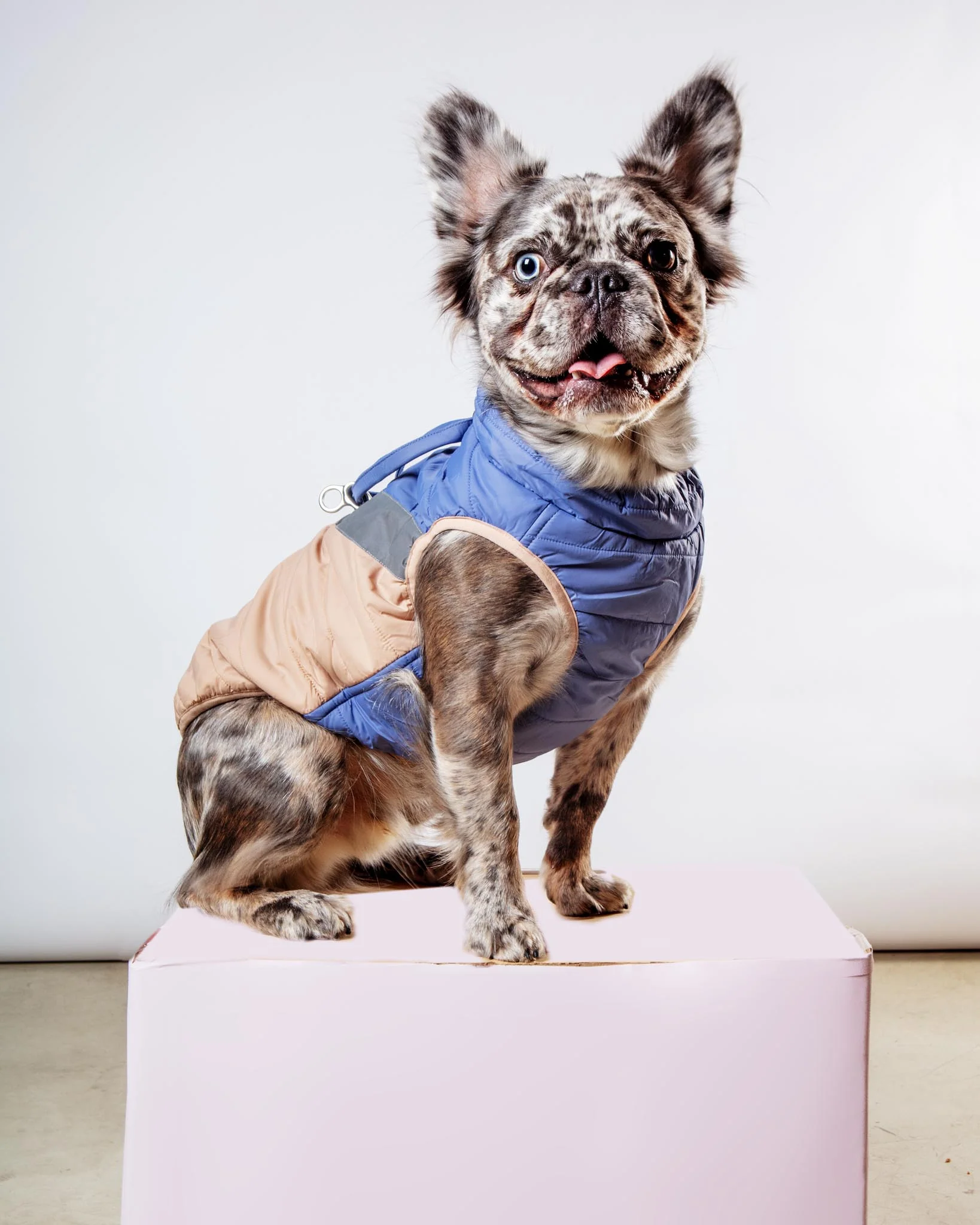 Mountaineer Waterproof Dog Harness Jacket in Tan & Moonstone Blue (FINAL SALE) - Image 4