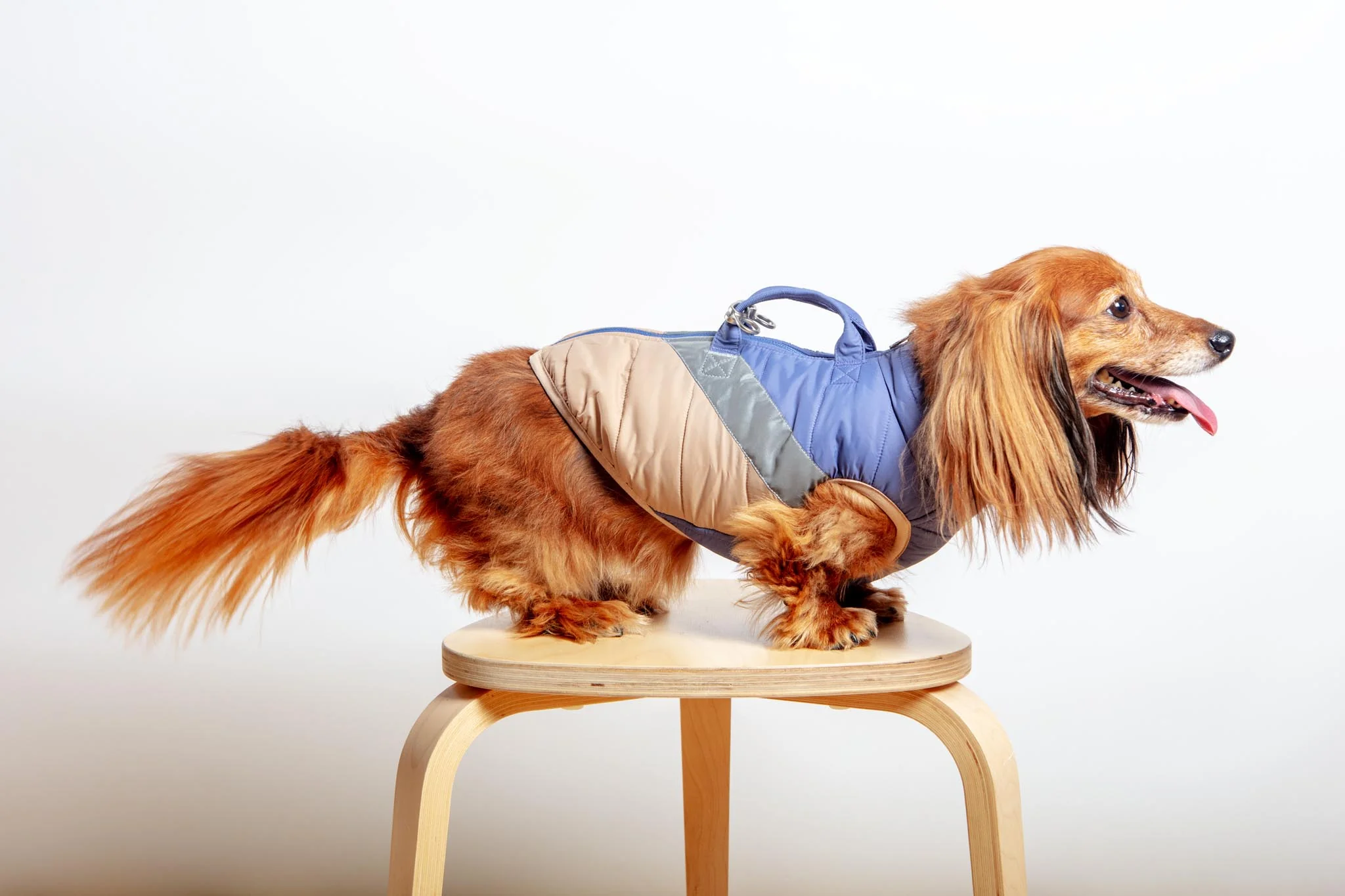 Mountaineer Waterproof Dog Harness Jacket in Tan & Moonstone Blue (FINAL SALE) - Image 6