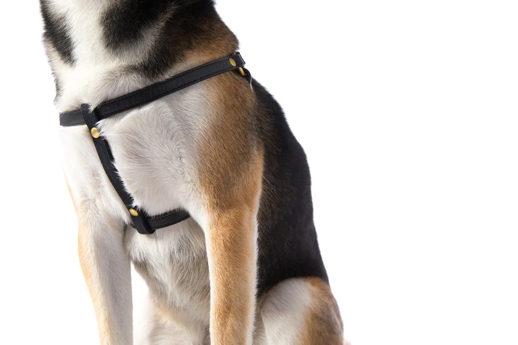 MR. DOG | Black Leather Step-In Harness & Leash - Image 4
