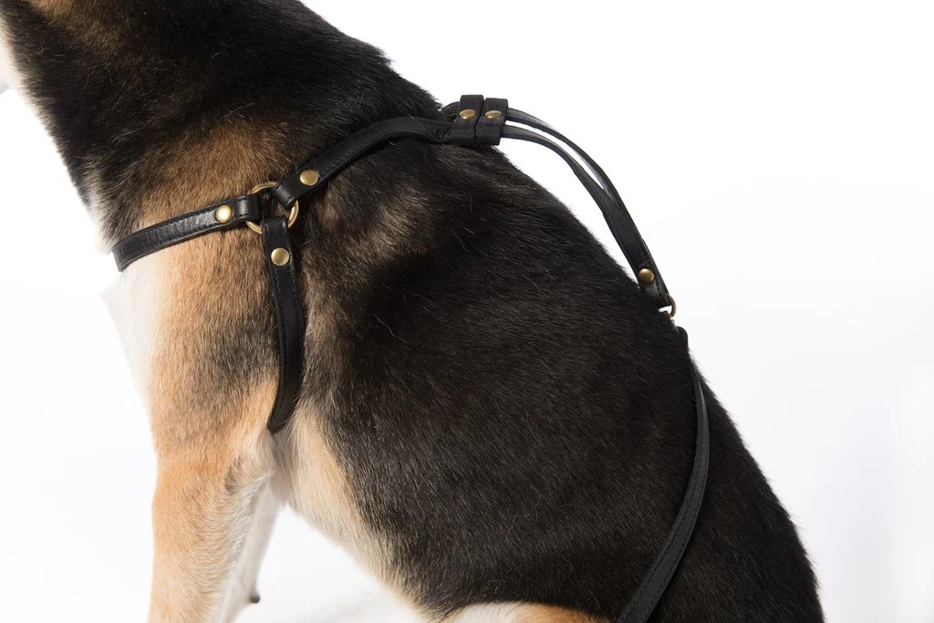 MR. DOG | Black Leather Step-In Harness & Leash - Image 5