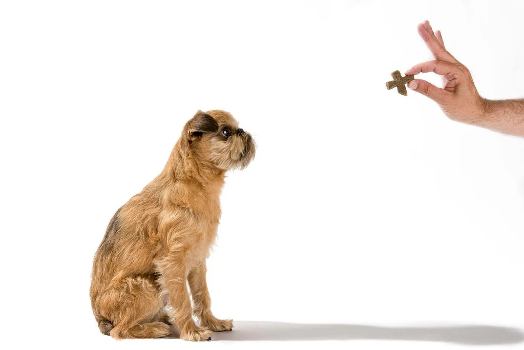 MR. DOG | X Treats - Image 2