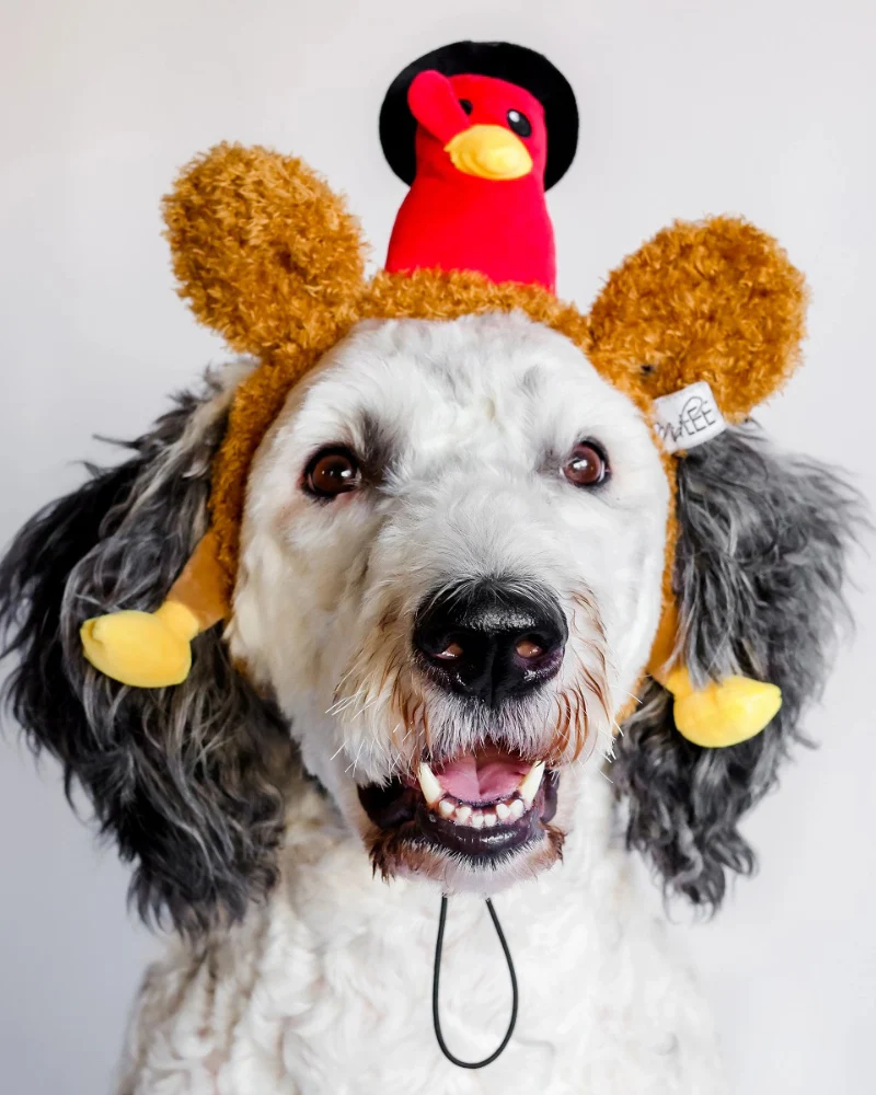 Mr Turkey Thankgiving Headband for Dogs
