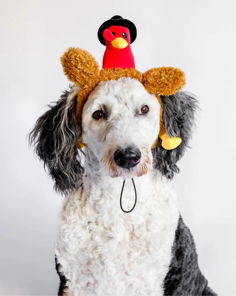 Mr Turkey Thankgiving Headband for Dogs - Image 2