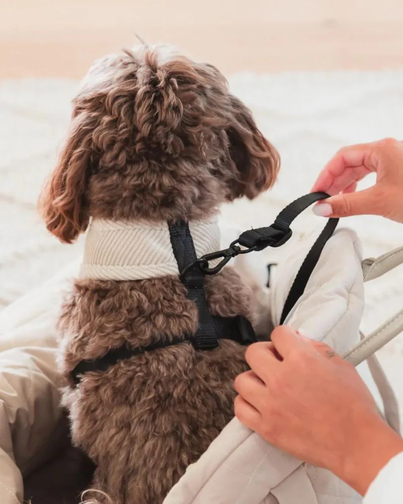 Multipurpose Carrier & Car Seat - Image 14