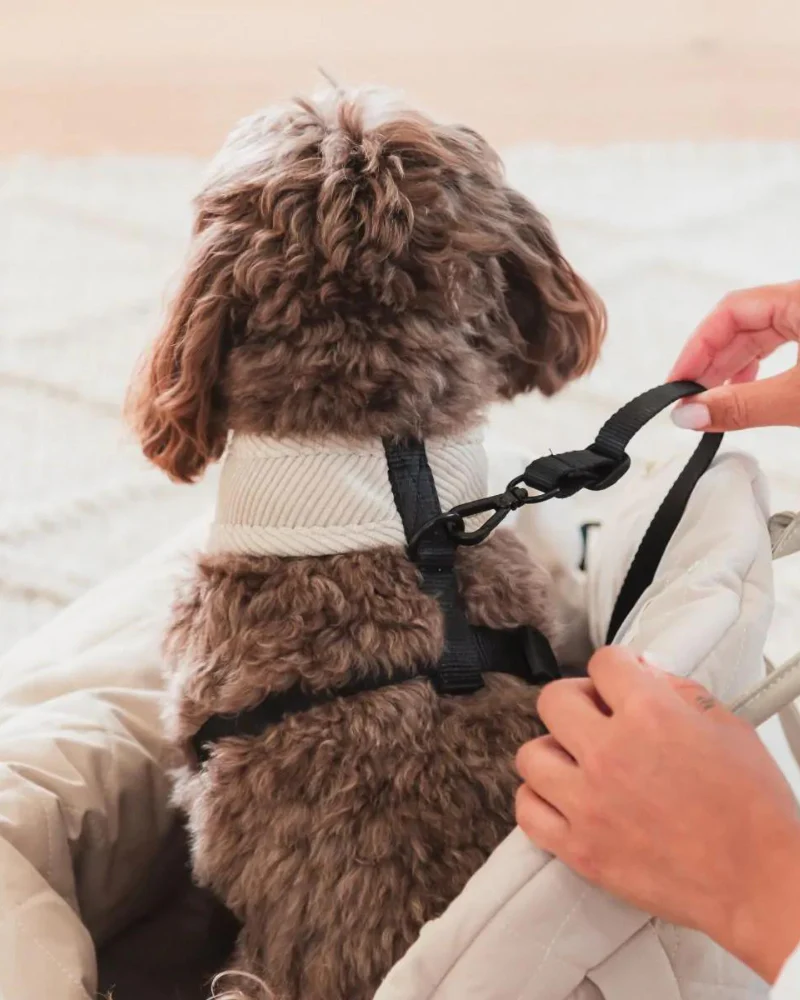 Multipurpose Carrier & Car Seat - Image 6