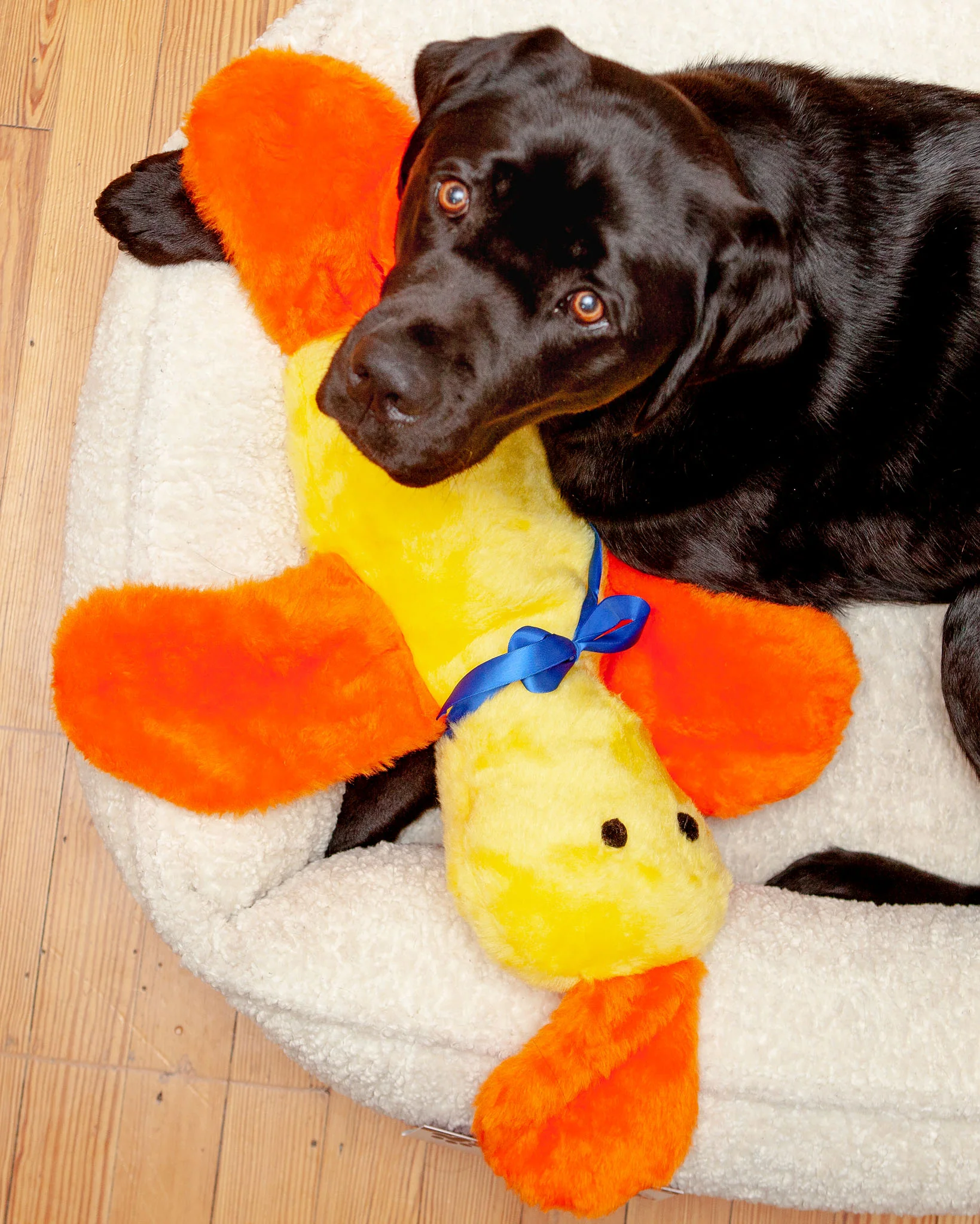 Darling Duck Plush Dog Toy (Made in the USA) - Image 3