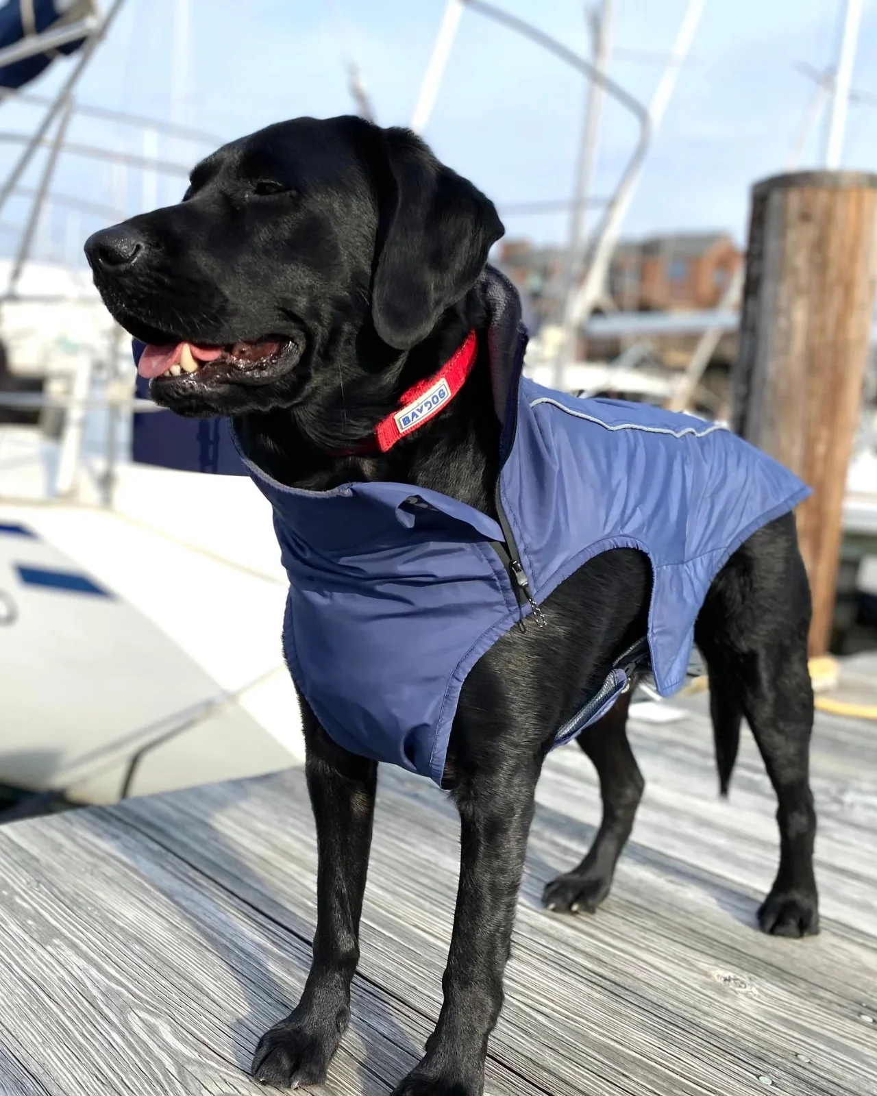Narragansett Bay Dog Sailing Jacket (FINAL SALE) - Image 2
