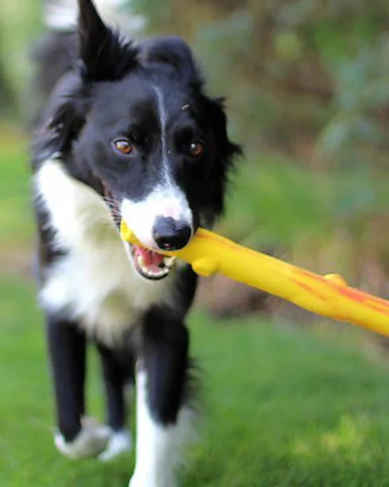 Natural Rubber Twig or Stick Dog Fetch Toy (Made in the USA) - Image 6