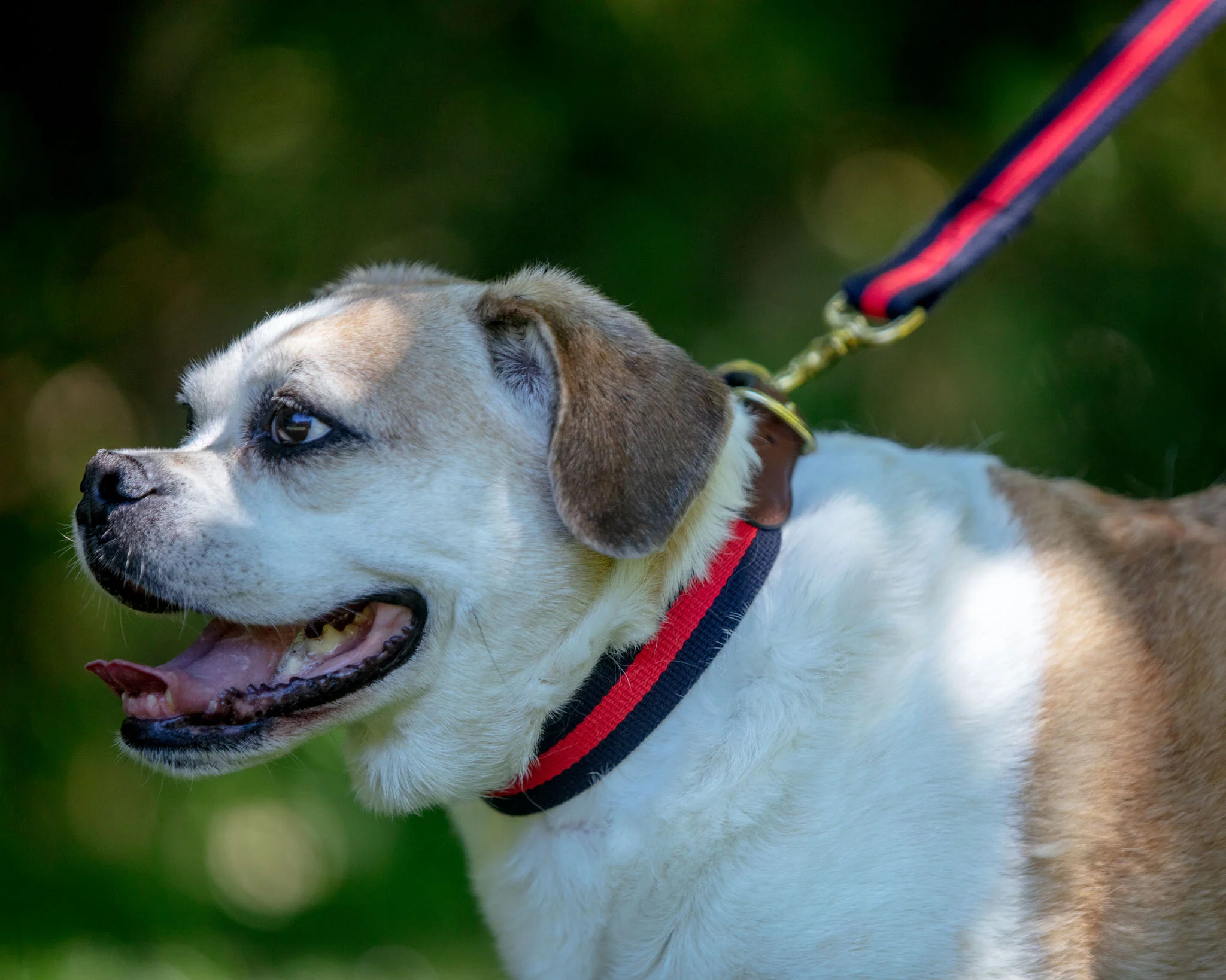 Navy & Red Stripe Dog Leash (Made in the USA) - Image 3