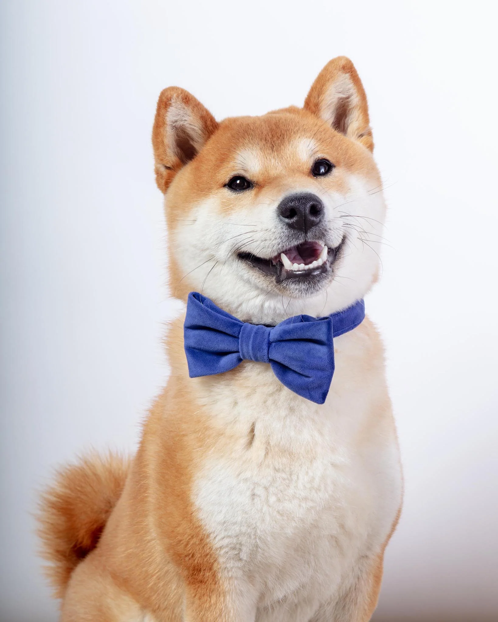 Navy Velvet Dog Bow-Tie (Made in the USA) (FINAL SALE) - Image 2