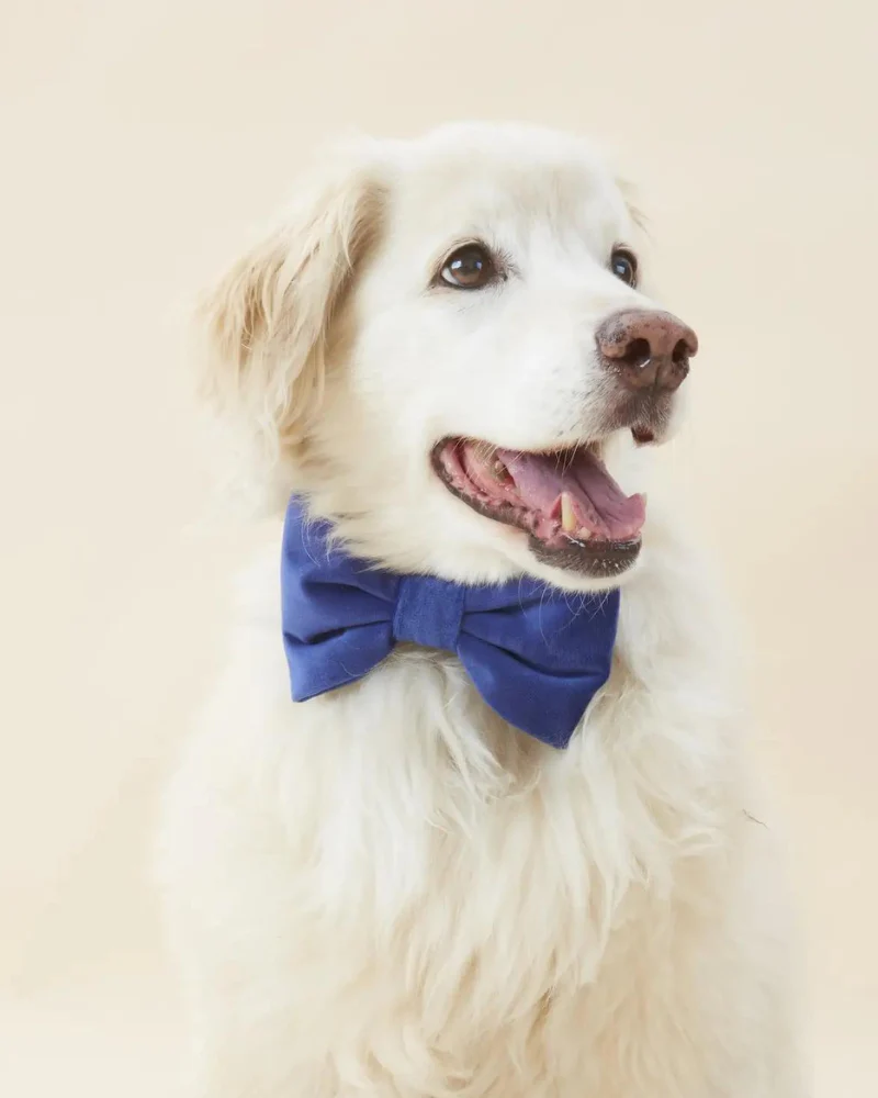 Navy Velvet Dog Bow-Tie (Made in the USA) (FINAL SALE) - Image 3
