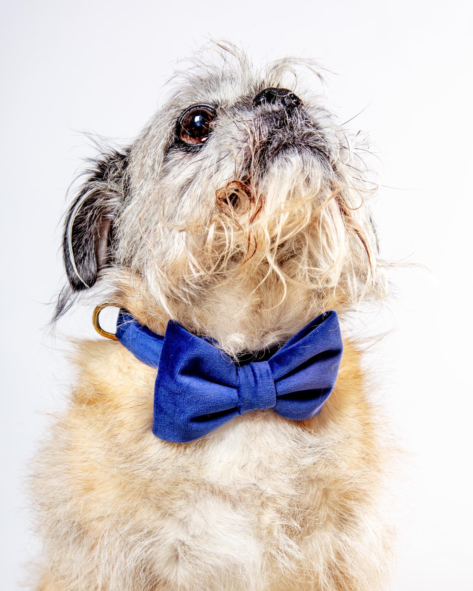 Navy Velvet Dog Collar (Made in the USA) (FINAL SALE) - Image 2