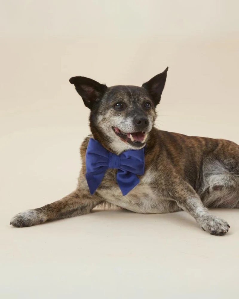 Navy Velvet Dog Lady Bow (Made in the USA) (FINAL SALE) - Image 2