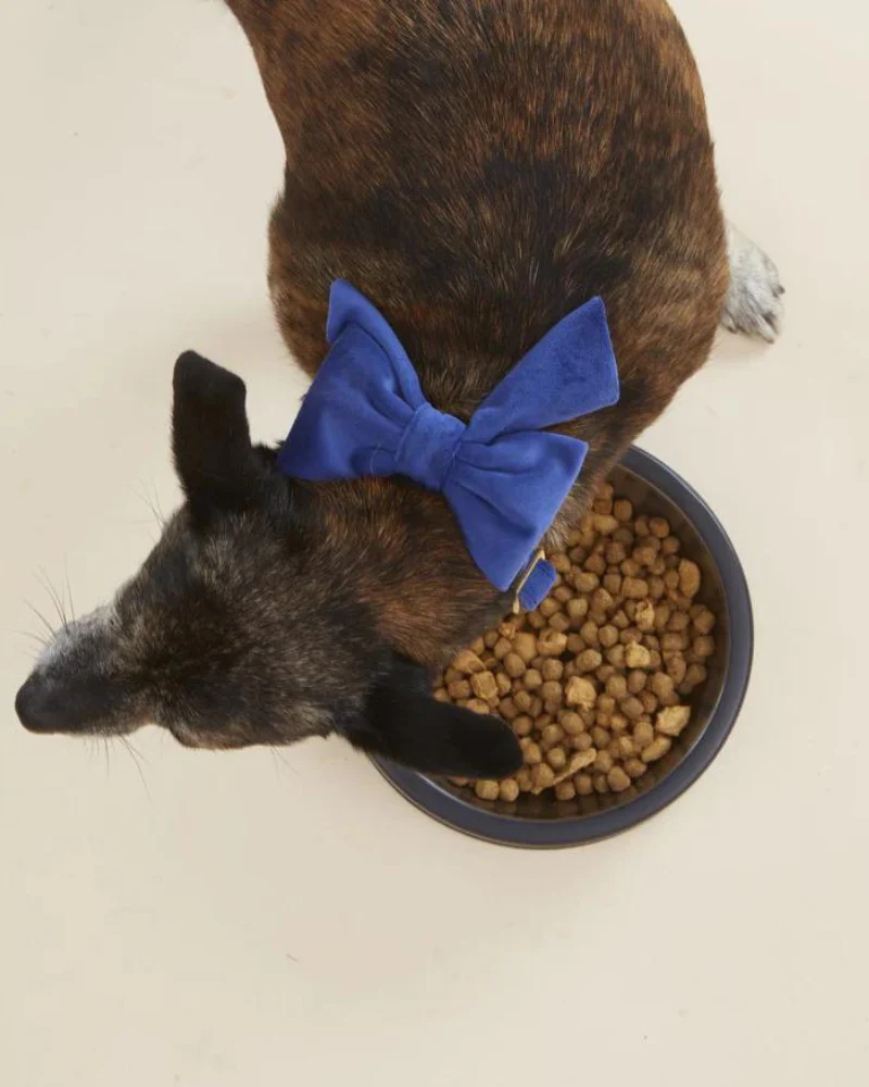 Navy Velvet Dog Lady Bow (Made in the USA) (FINAL SALE) - Image 3