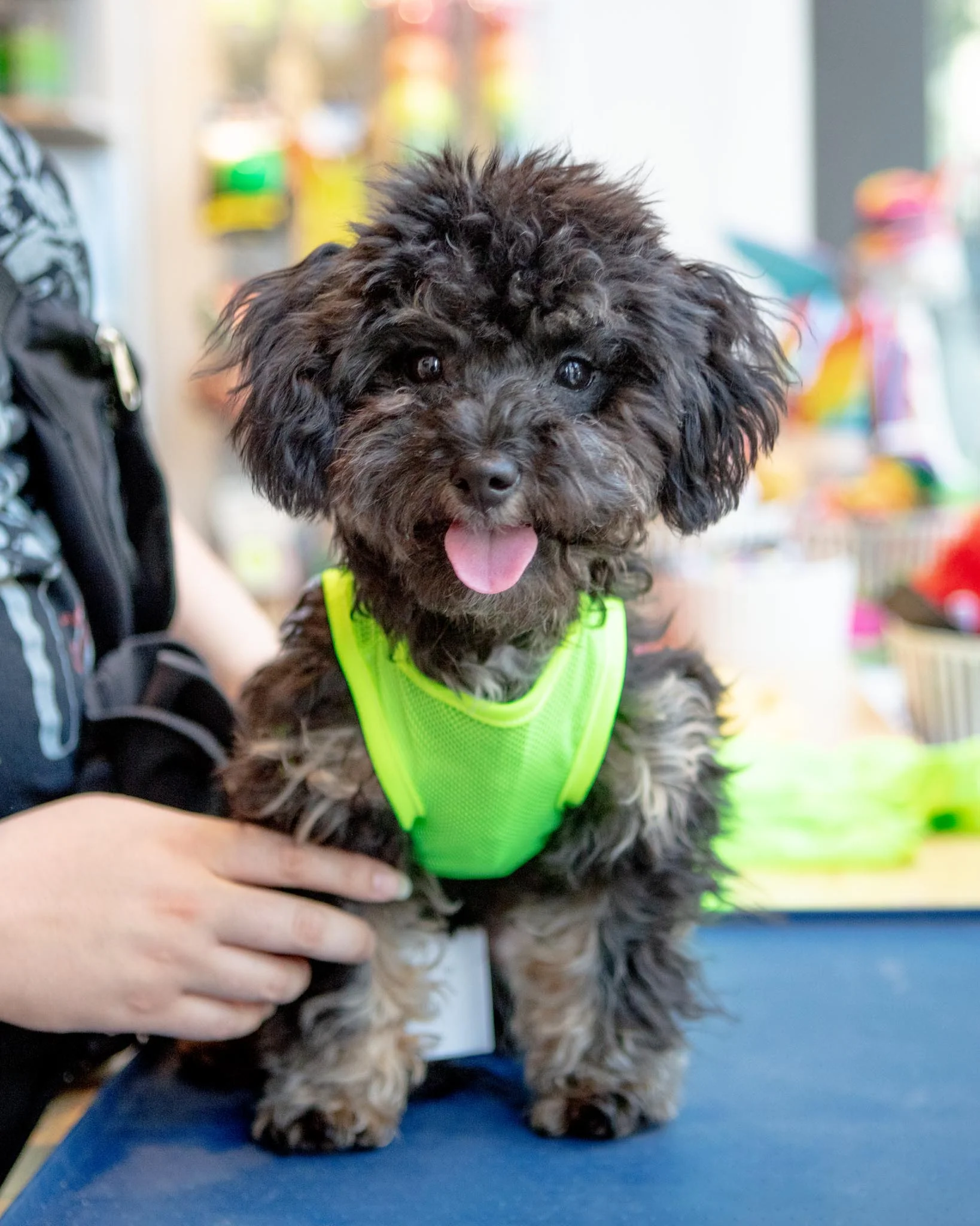 Neon Mesh Dog Tank Top (CLEARANCE) - Image 2