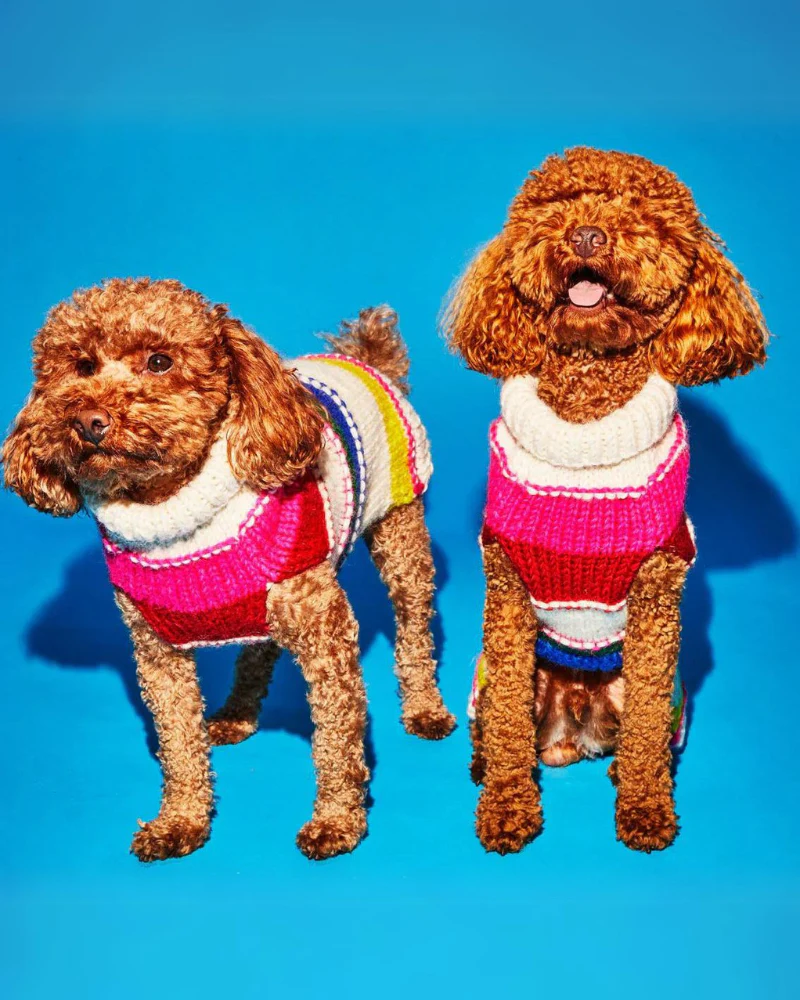 Neon Stripe Wool Dog Sweater (FINAL SALE) - Image 3