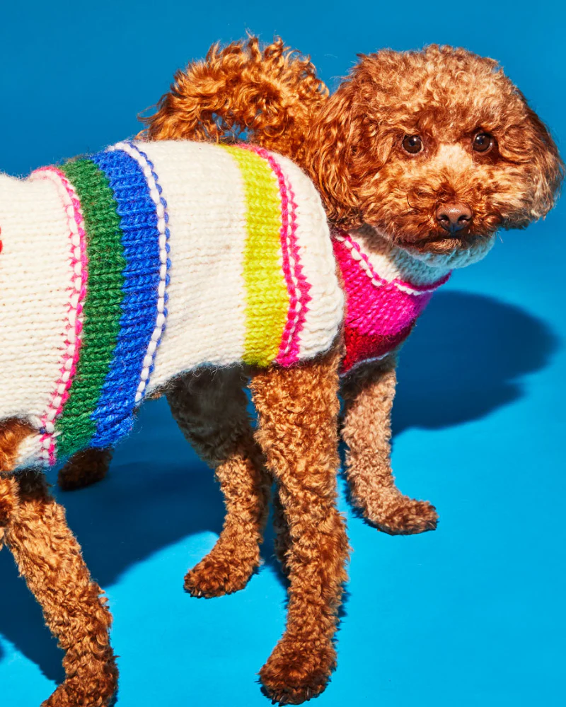 Neon Stripe Wool Dog Sweater (FINAL SALE) - Image 5