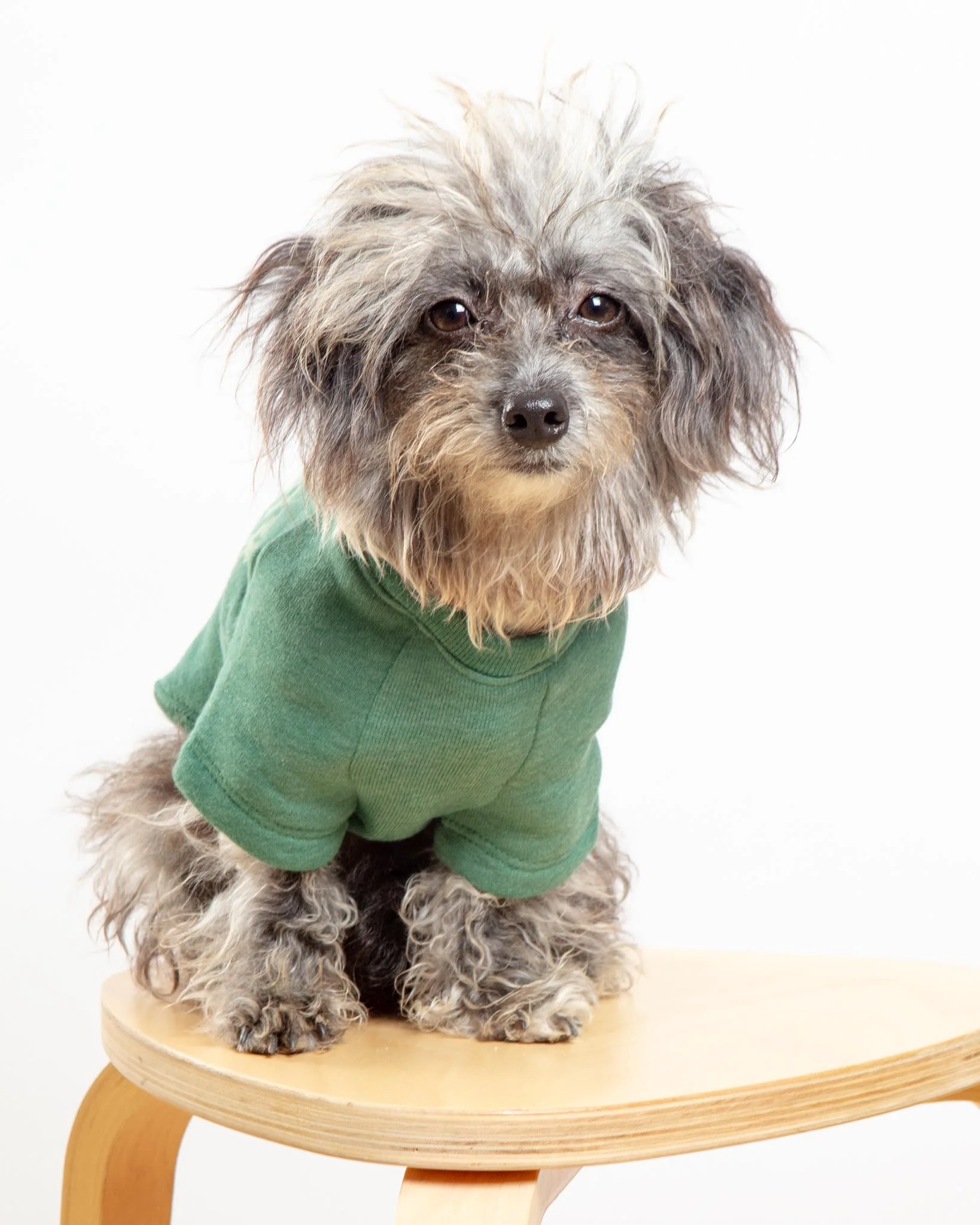 New York Dog Sweatshirt in Forest Heather - Image 3
